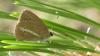 Polyommatus ripartii